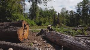 How Our Tree Care Process Works  in  Ravena, NY