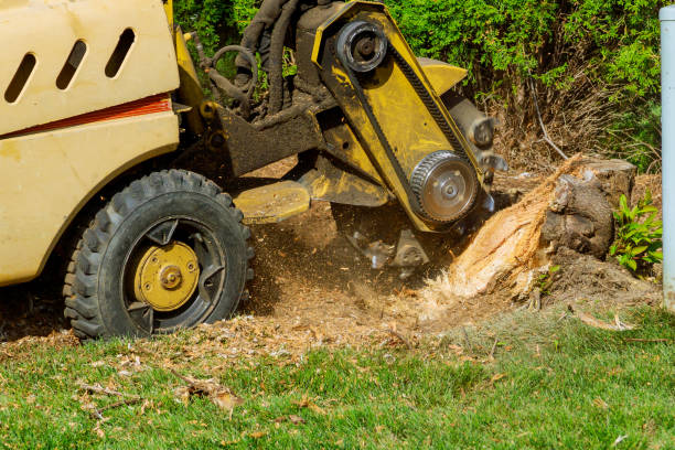 Best Pest Control for Lawns  in Ravena, NY