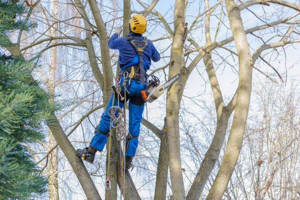 Best Aeration Services  in Ravena, NY