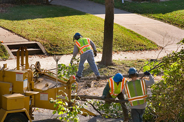 Best Tree Health Inspection  in Ravena, NY