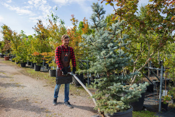 Best Tree Mulching  in Ravena, NY