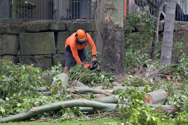 Ravena, NY Tree Services Company