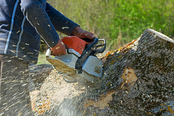 Best Tree Cabling and Bracing  in Ravena, NY