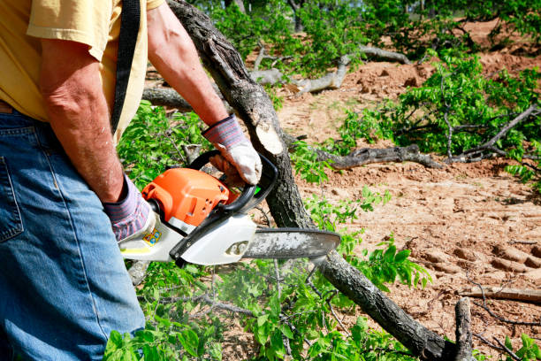 Best Lawn Watering Services  in Ravena, NY